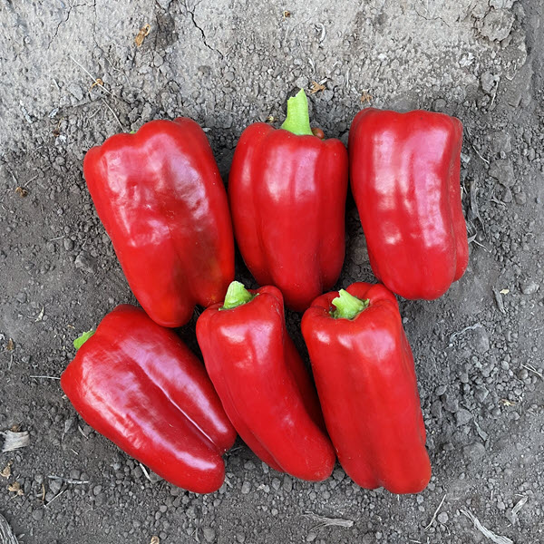 RED MISSION Pepper SEMINIS